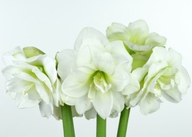 hippeastrum Alfresco ® (1)